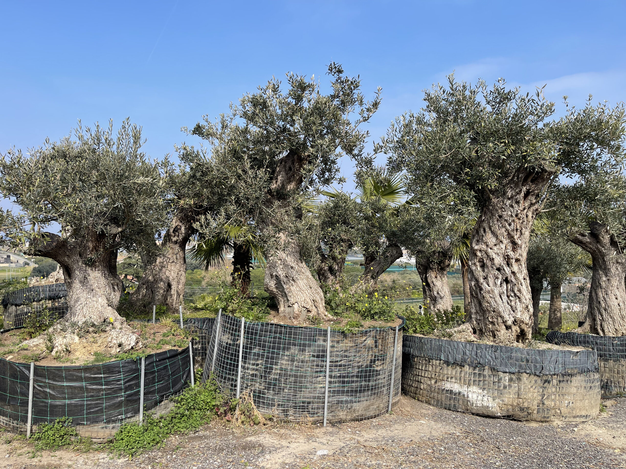 piante renato chiofalo - gli ulivi di renato 8