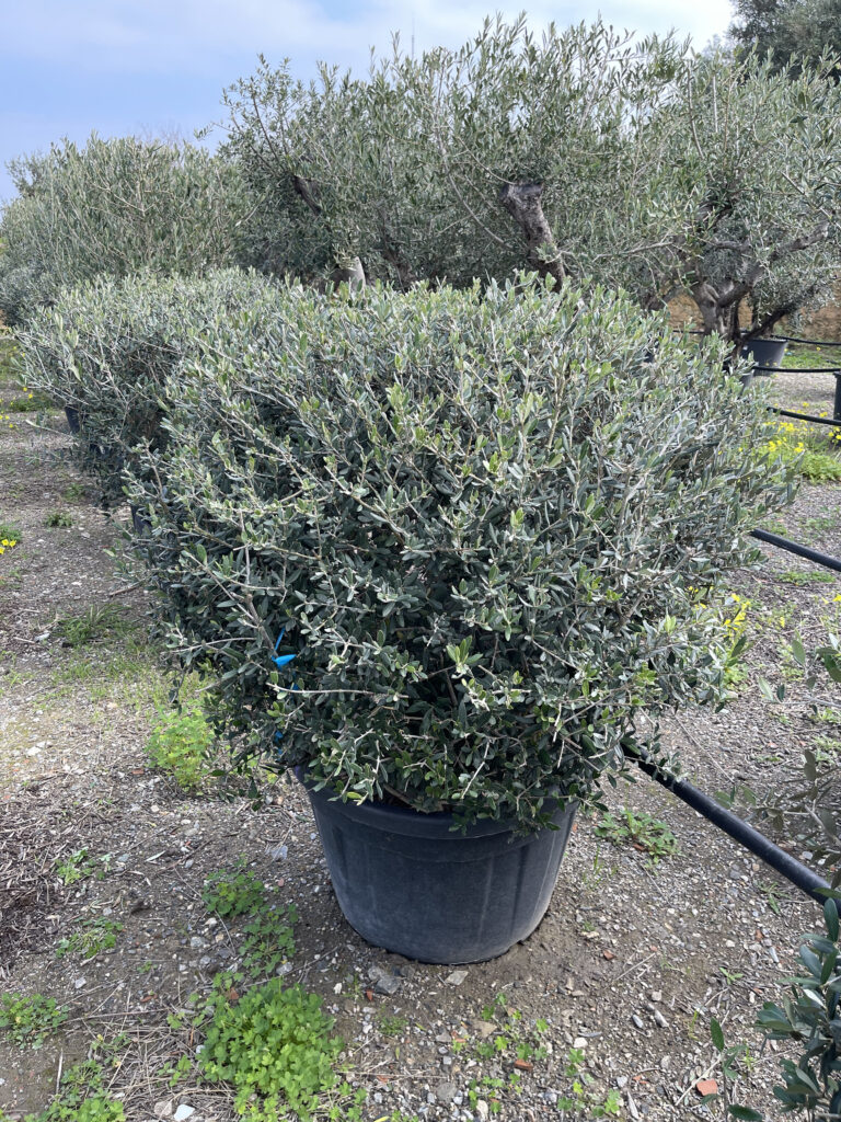 Ulivo cespusglio