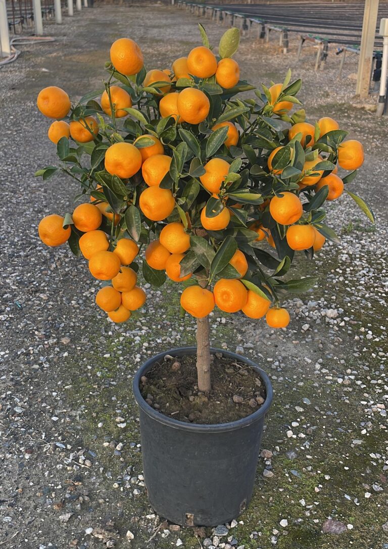 piante renato chiofalo Calamondino