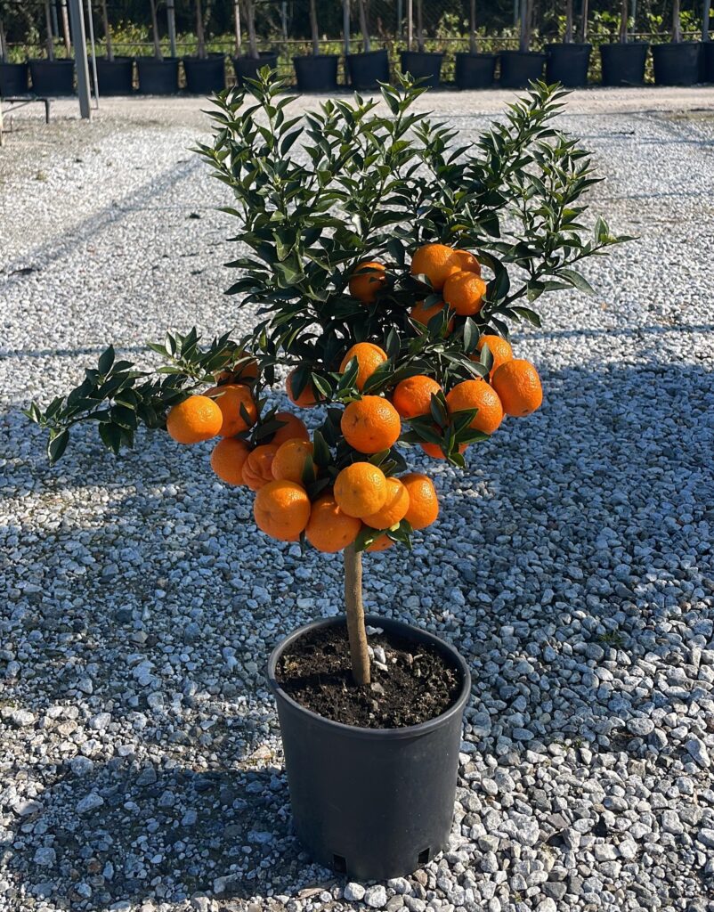 piante renato chiofalo Chinotto
