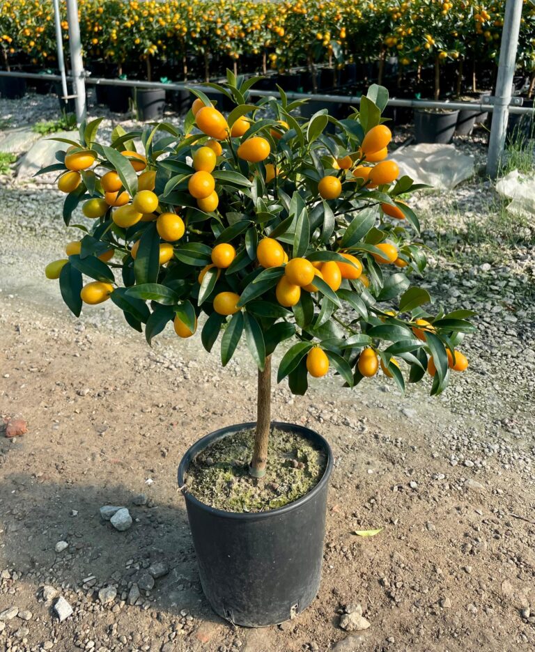 piante renato chiofalo Kumquat