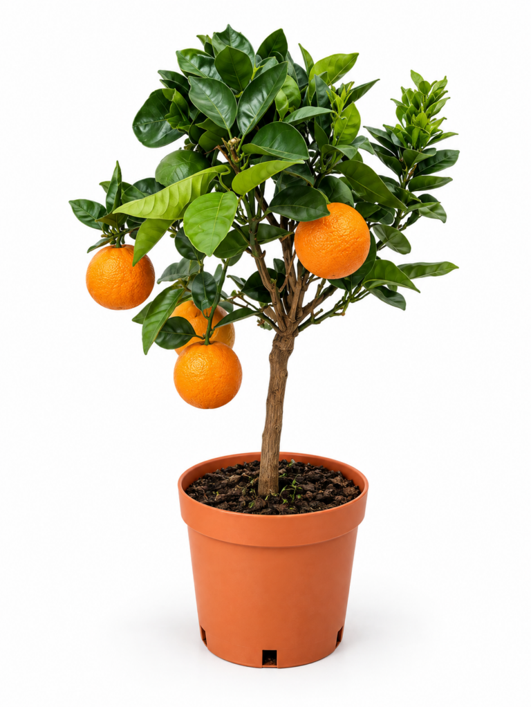 piante renato chiofalo arancio vaso 20