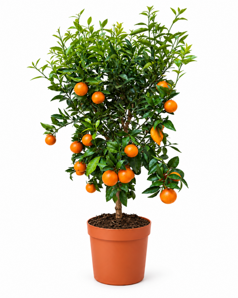 piante renato chiofalo mandarino vaso 20