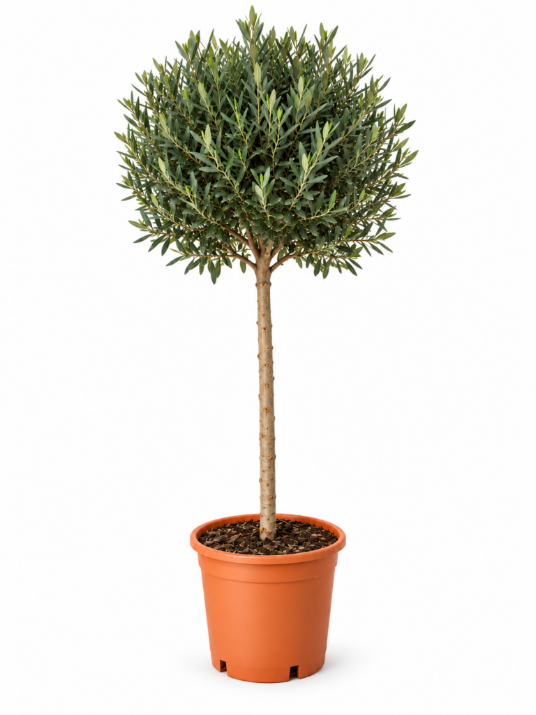 piante renato chiofalo olivo vaso 30 a palla
