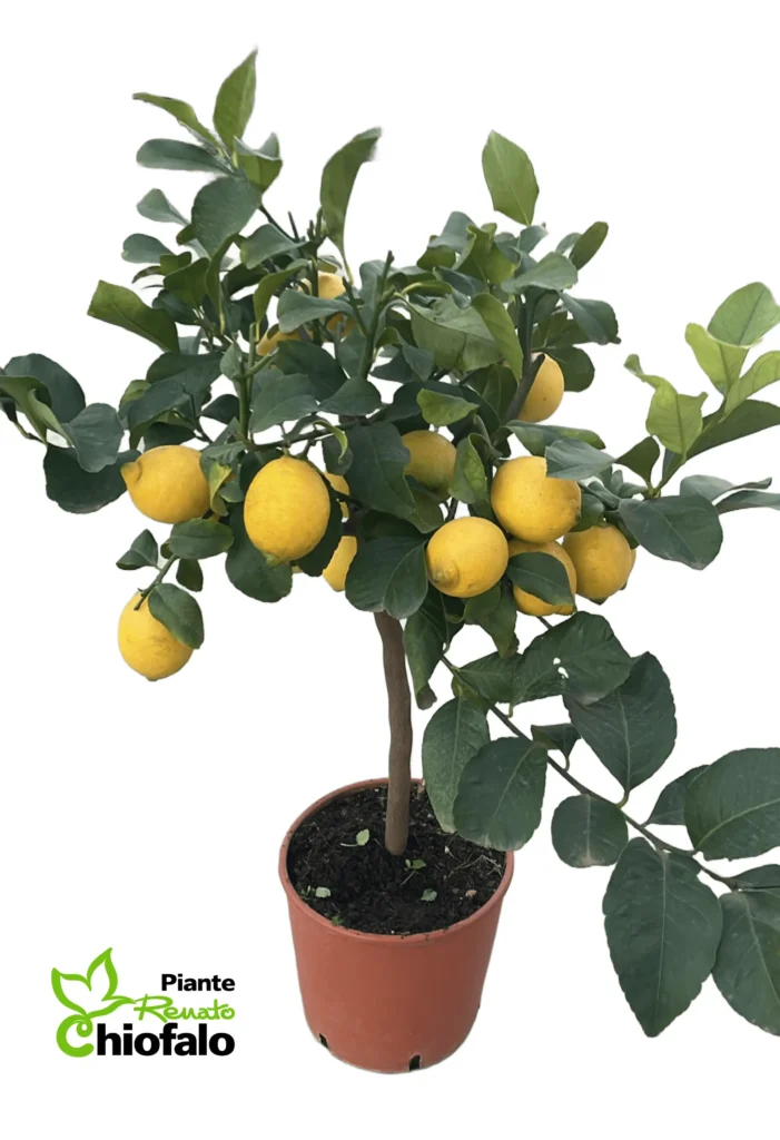 piante renato chiofalo lemon