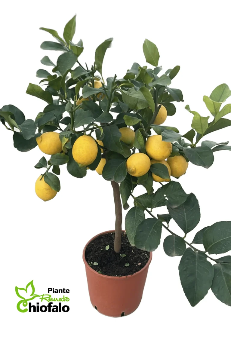 piante renato chiofalo lemon