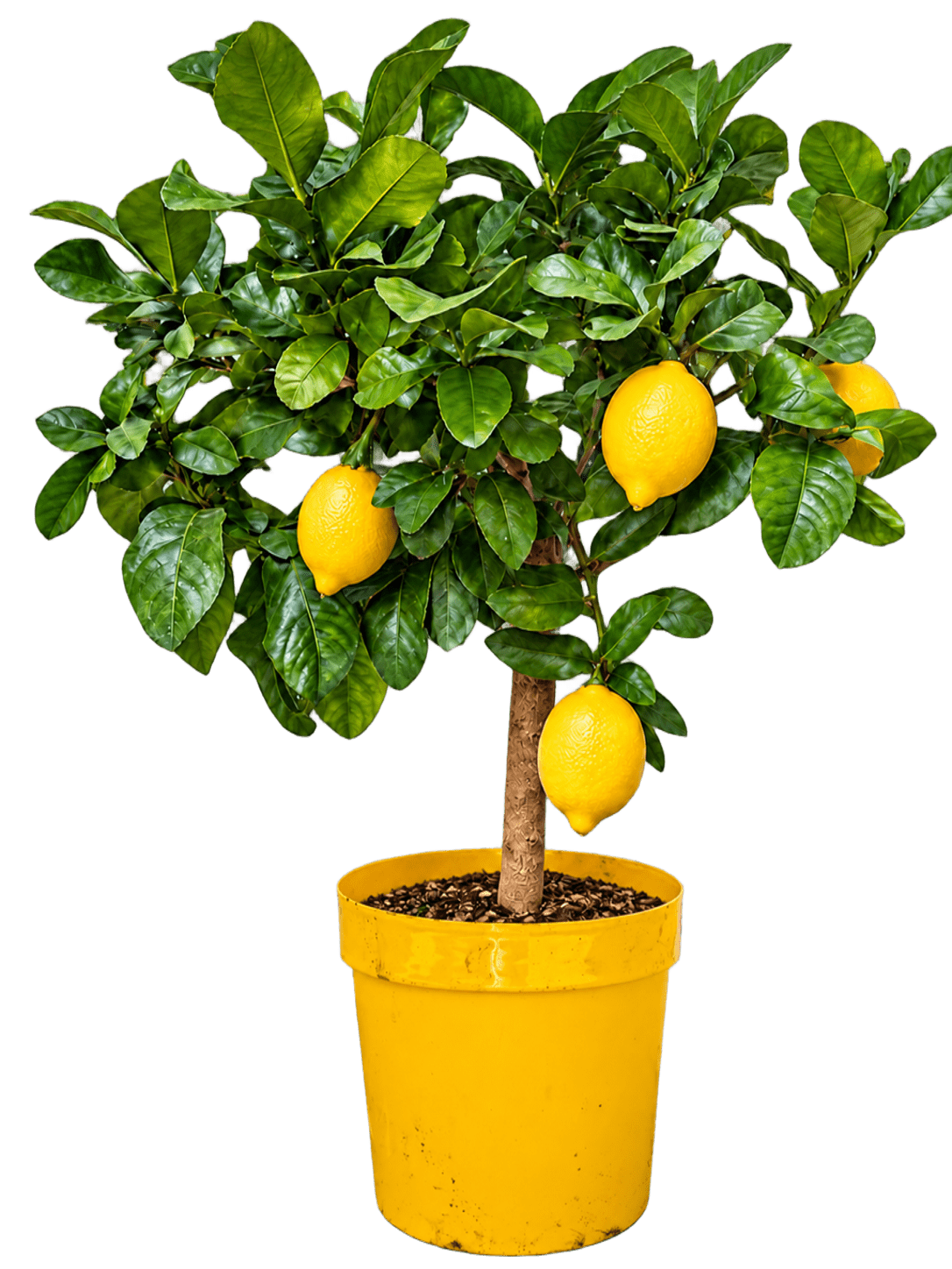 piante renato chiofalo vasi colorati